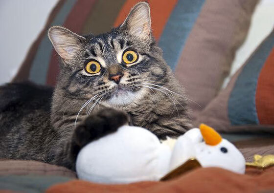 高校冬季运动会气氛热烈 参与人数创新高，学校冬季运动会项目有哪些